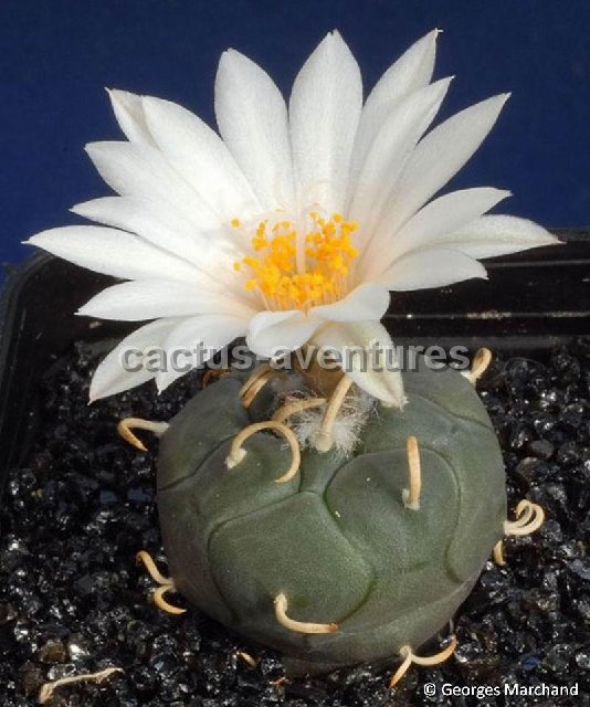 Turbinicarpus schmiedickeanus ssp. rioverdensis Rioverde SLP Mexico ©G.Marchand